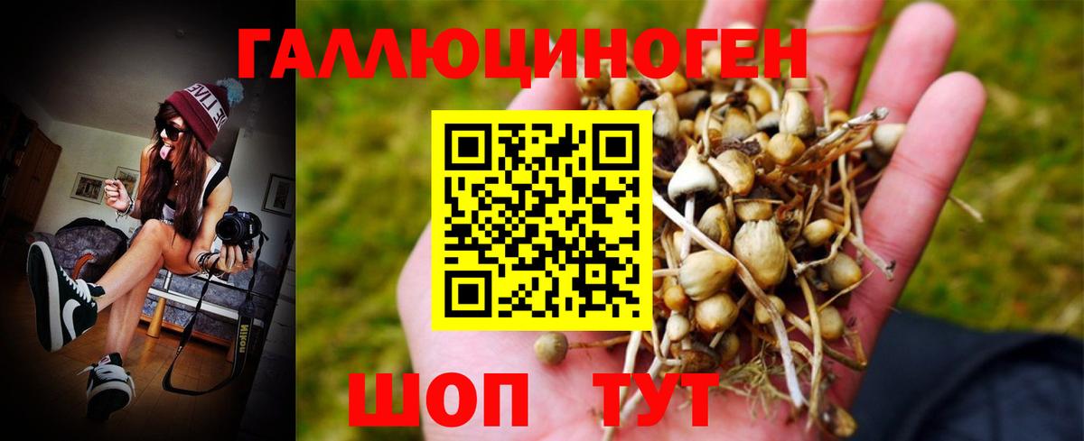 Псилоцибиновые грибы Psilocybe Алейск
